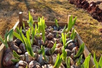 AMARYLLIS COMEÇAM A FLORESCER