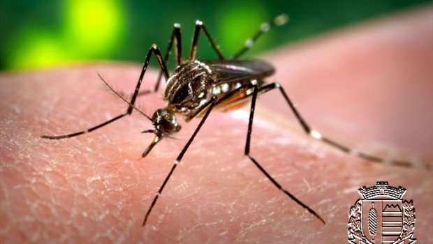 Vargem prossegue com ações de combate à dengue