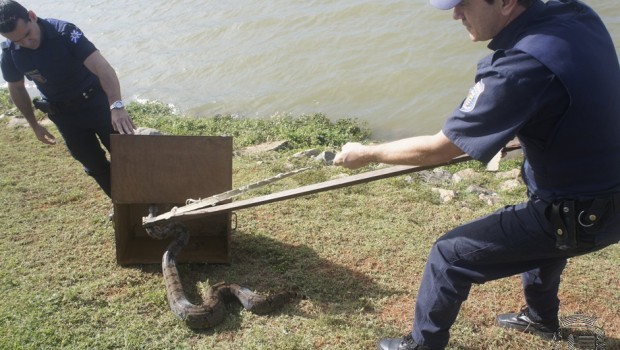 Guarda Municipal captura cobra nesta segunda-feira