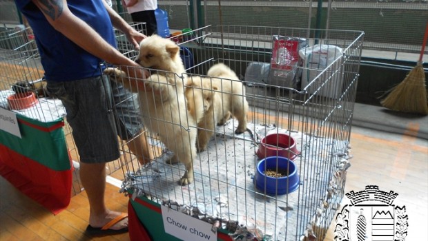 Ação Social participa de Feira de Exposições de animais de pequeno porte