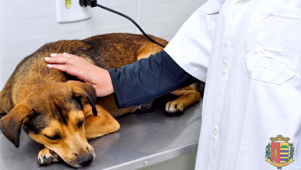 Prefeitura estabelece novos horários para castração na Clínica Veterinária