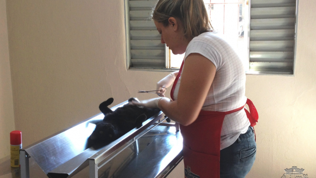 Em três meses de funcionamento, Clínica Veterinária realizou 120 castrações