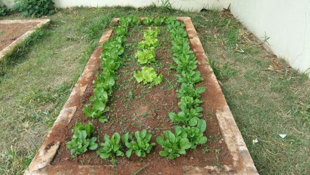 Conhecendo a terra, plantando e colhendo