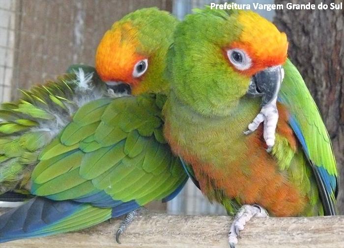 Dois filhotes, de espécies ameaçadas de extinção, nasceram no Zoológico de Vargem