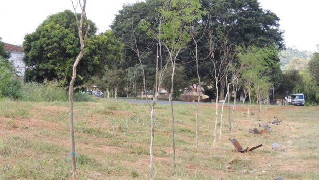 PREFEITURA REALIZA ARBORIZAÇÃO NA AVENIDA AURORA F. BOLONHA