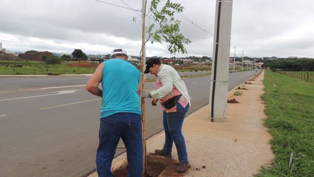 CONTINUA A ARBORIZAÇÃO NA AVENIDA ALICE BUOSI E REPRESA “EDUÍNO SBARDELLINI”