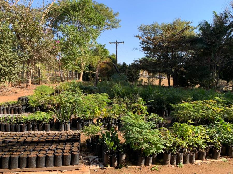 VIVEIRO DO MUNICÍPIO PRODUZ POR ANO APROXIMADAMENTE 1500 MUDAS NATIVAS