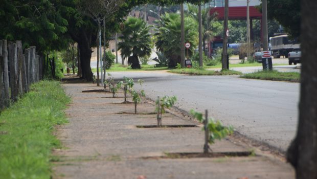 APROXIMADAMENTE 800 MUDAS DE ÁRVORES FORAM PLANTADAS NA COHAB VI