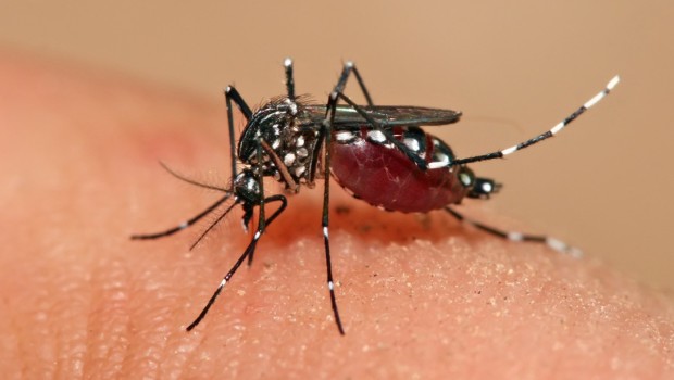 Prefeitura lança campanha Vargem contra a Dengue