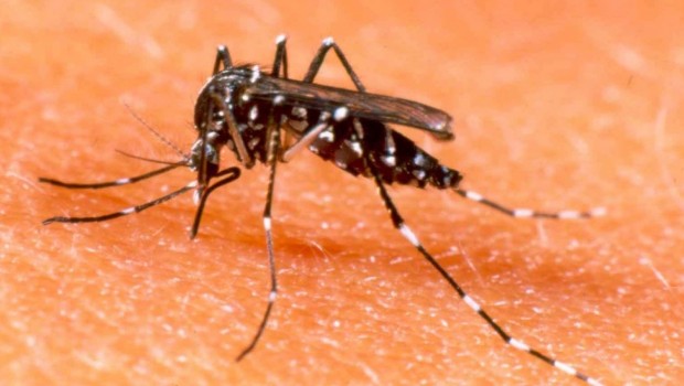 Direção Regional de Saúde elogia plano de combate a dengue de Vargem