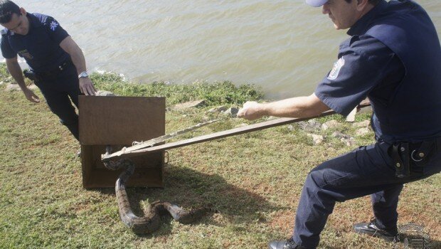 Guarda Municipal captura cobra nesta segunda-feira