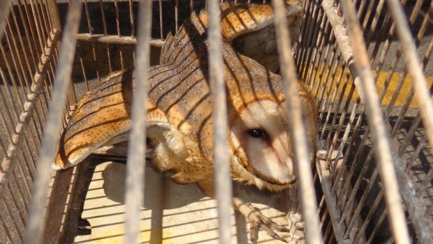 Animais são resgatados pela Guarda Civil Municipal