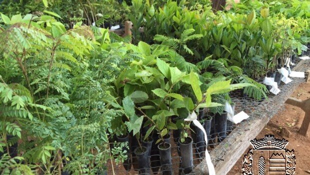Departamento de Agricultura e Meio Ambiente recebe 2 mil mudas nativas