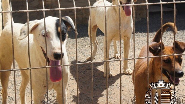 Prefeitura ajuda a manter Canil e inaugurará Clínica Veterinária